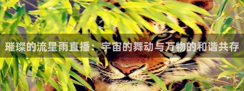 咪咕视频体育在线直播：璀璨的流星雨直播：宇宙的舞动与万物的和谐共存